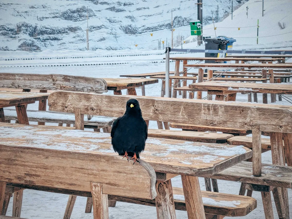 A blackbird sitting on a wooden picnic bench.
