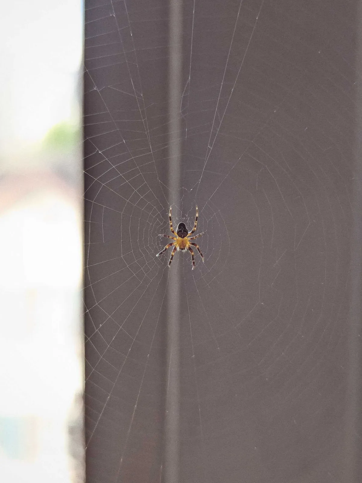 A smallish orb weaver sits in the middle of web. Some of the threads near the center are missing.