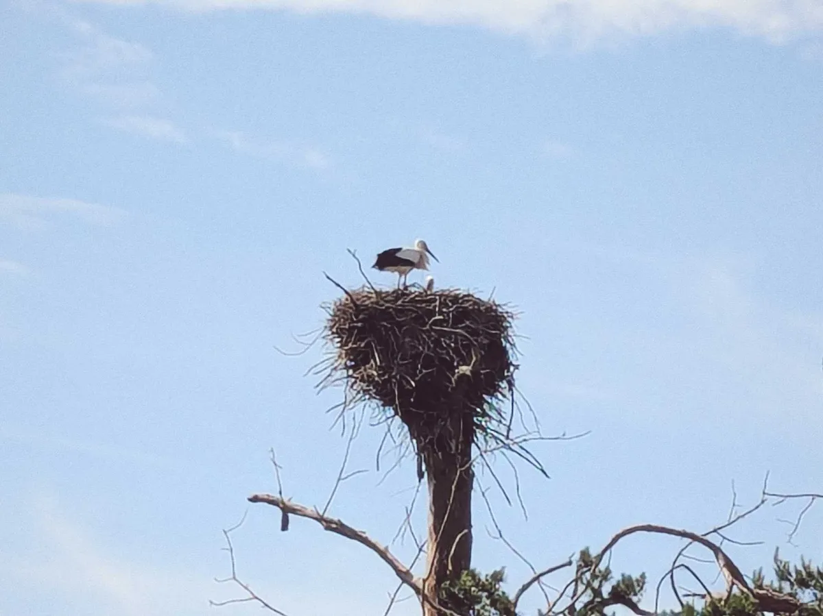 Two storks high up in their nest. One is standing and the other one is sitting, so only its head peeks out.