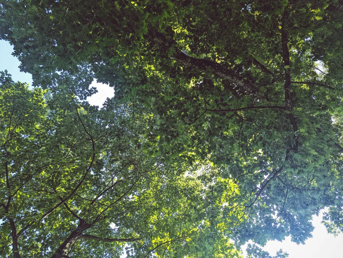 Tree foliage so thick you can barely see the blue sky.