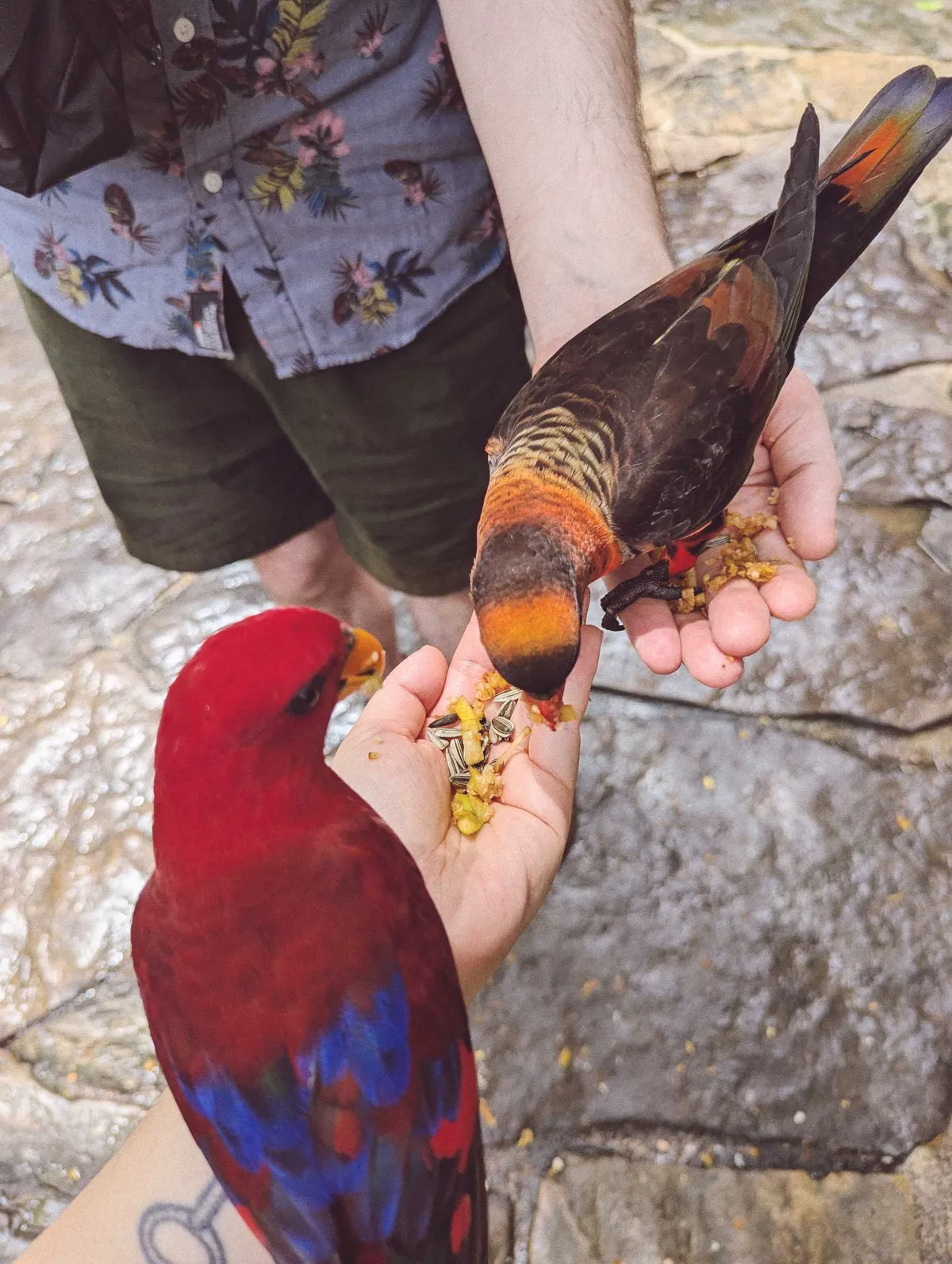 Two parrots eating seeds and fruit out of Daniel and Peige's hands. One parrot is mostly red with blue feathers on its wings. The other is striped in orange and dark brown.