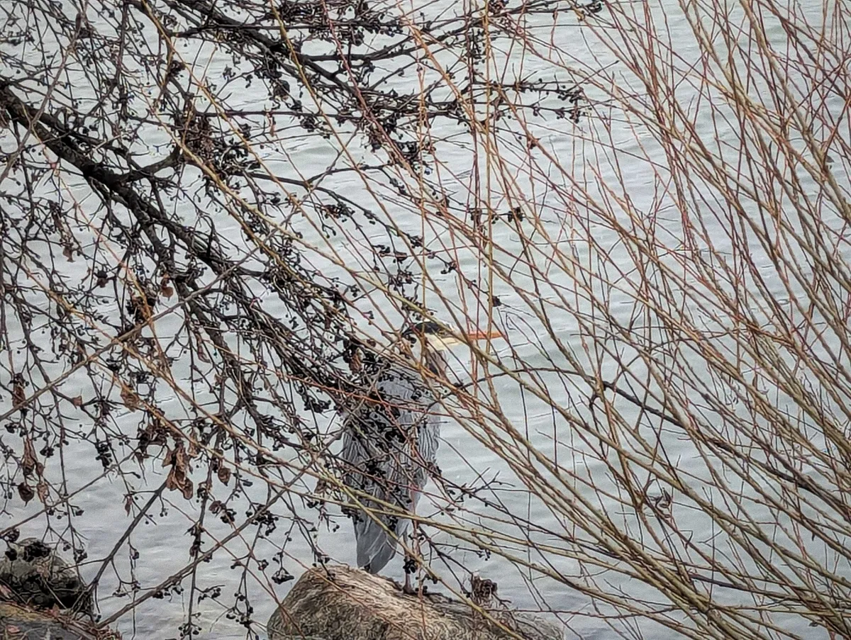 A large grey heron stands on guard, covered by brambles and tree branches.