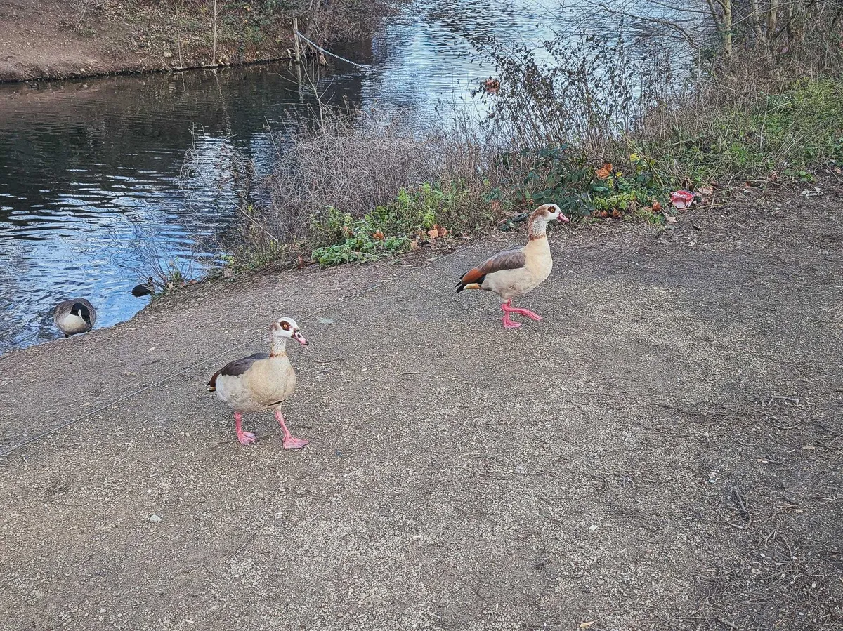 A pair of Egyptian geese walking on the gravel by the river. They have red markings aroung the eyes and bright red feet.