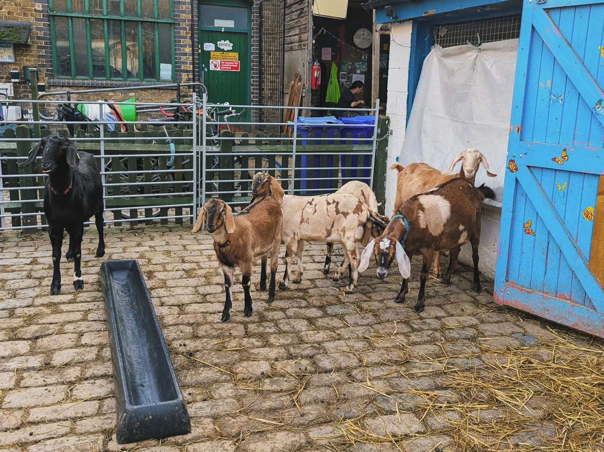 5 goats standing together in a pen.