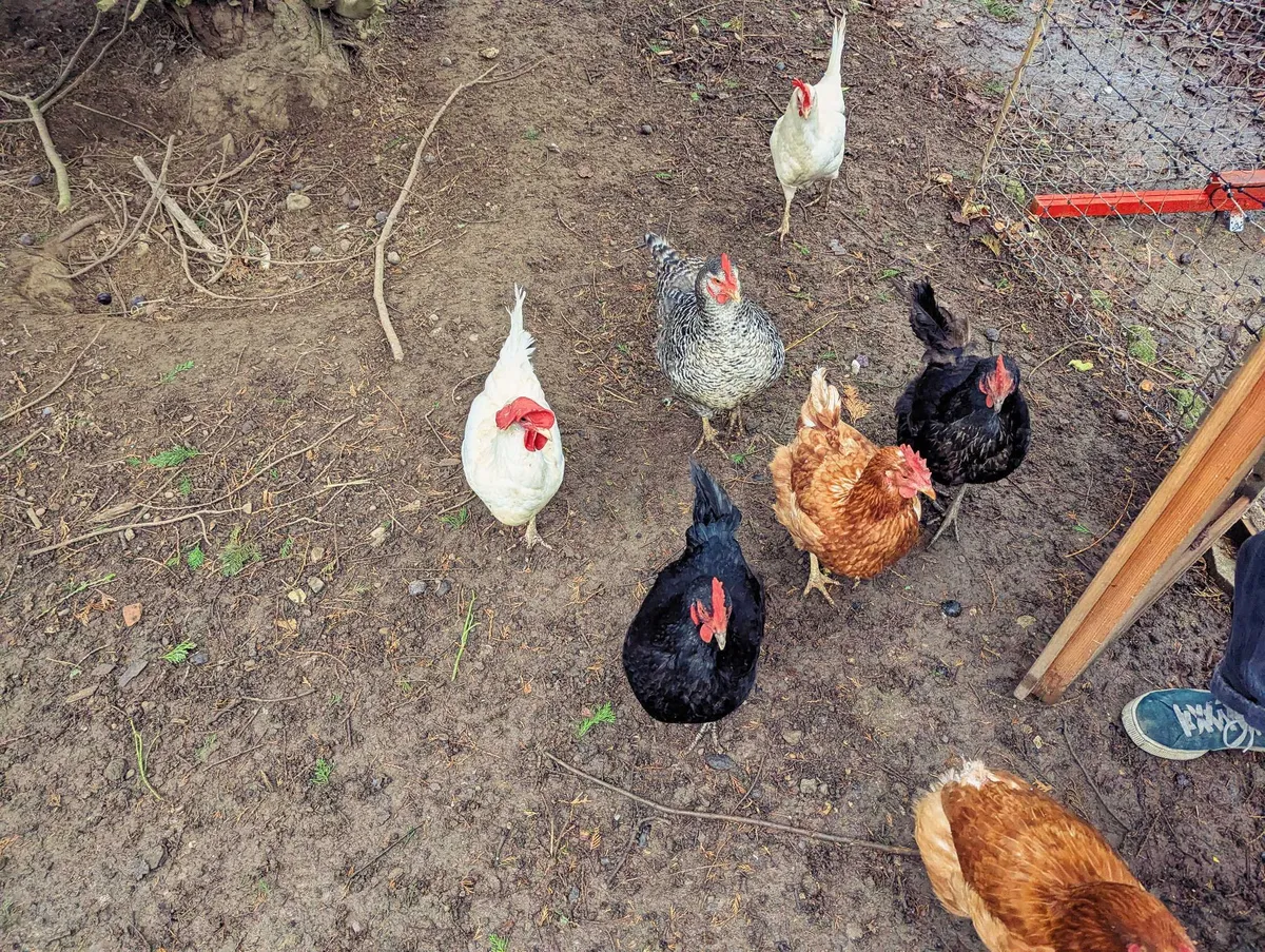 Two white, two black, two brown, and one grey speckled chicken surround S and I at the gate.