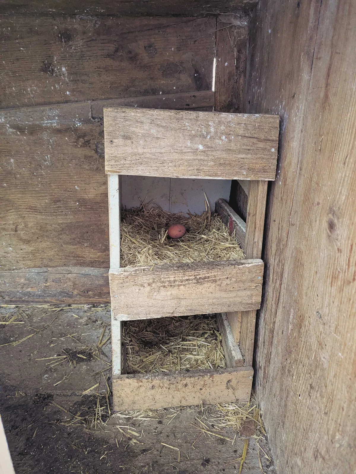 A single brown egg inside the chicken coop. It sits on a pile of hay in a wooden shelf.