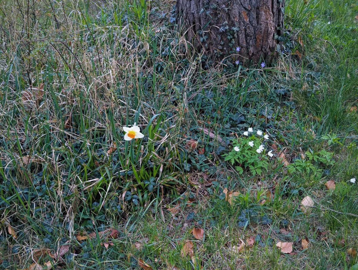 A white daffodil with a bright yellow center droops amongst tall, unruly grass.