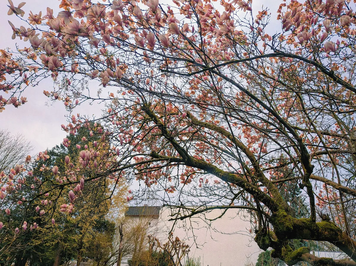 A large magnolia tree in the garden, in full bloom.