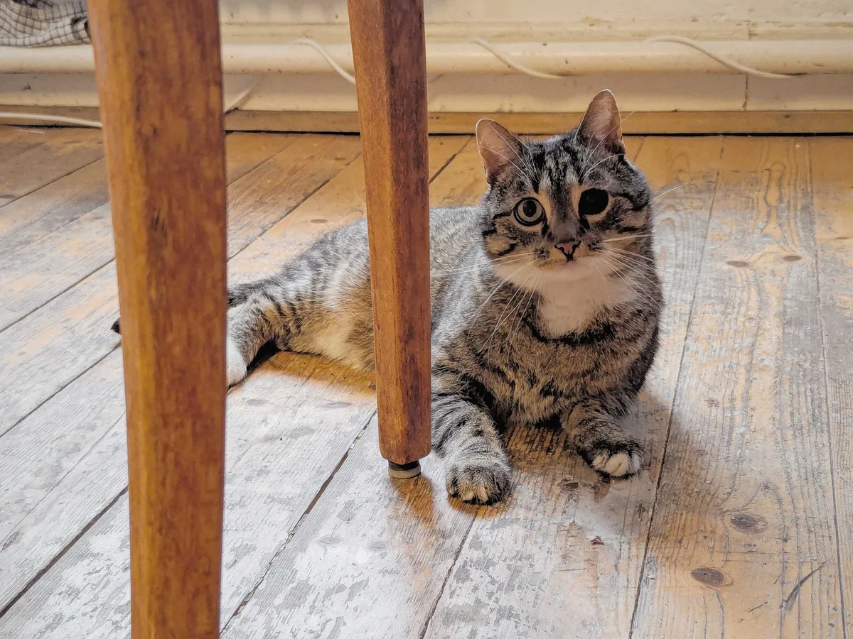 A small tabby cat with white patches lays on the wooden floor, behind a chair. He has one working eye and the other is completely black. He has a concerned look on his face.