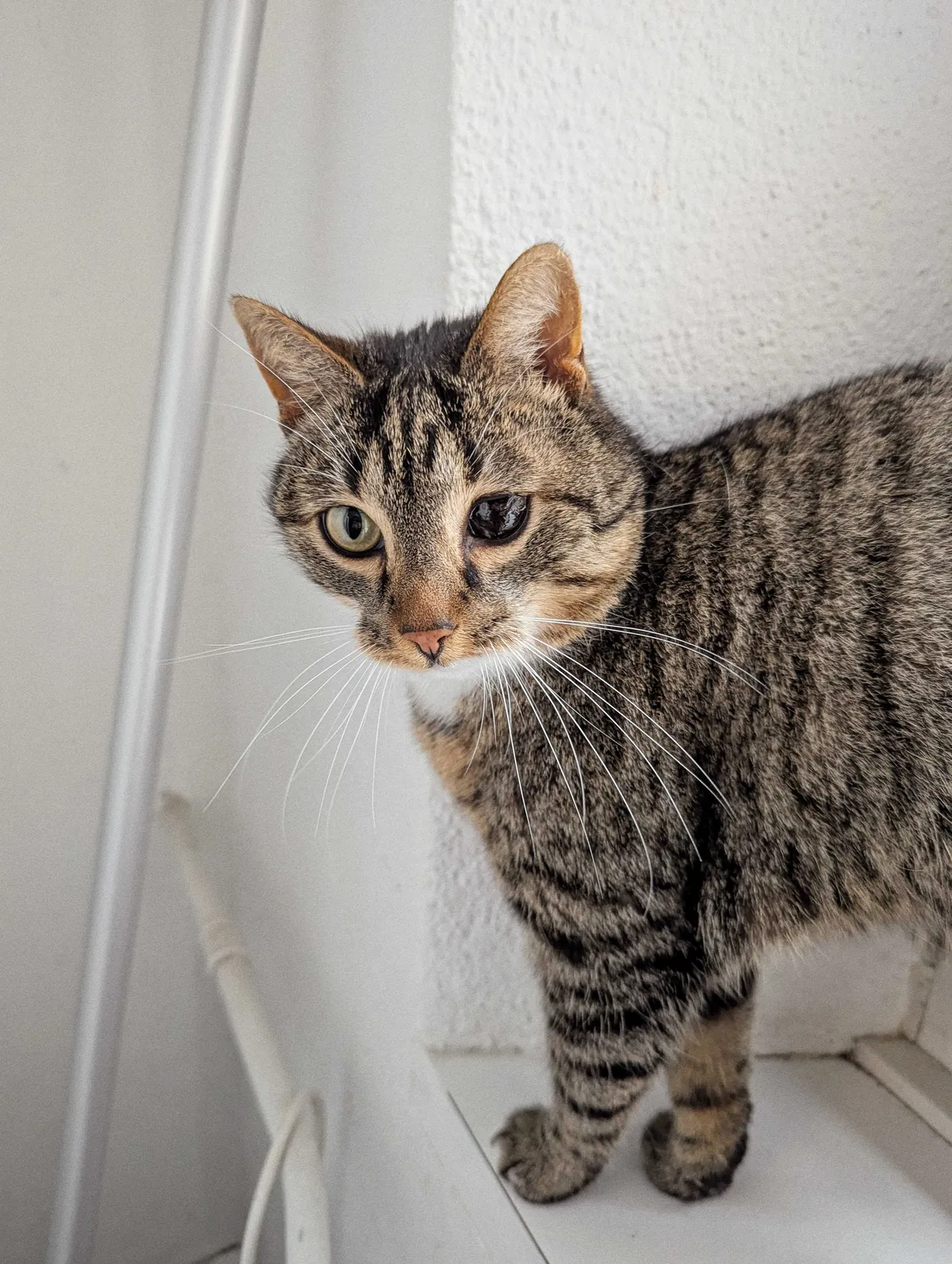 A close-up of Neptune. He is standing on the window ledge.