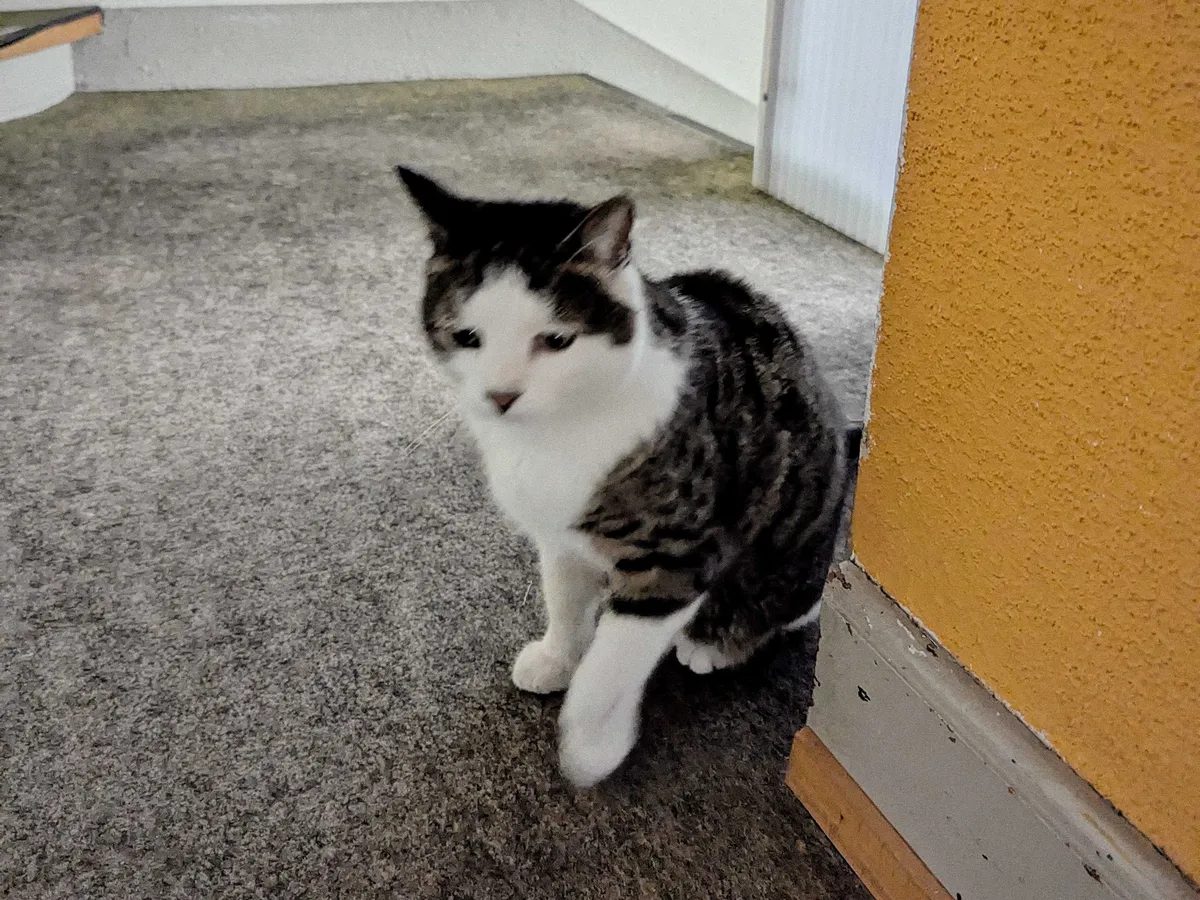 A mask-and-mantle tabby cat sitting on the floor by the stairs. He is slightly blurred, lifting one paw.