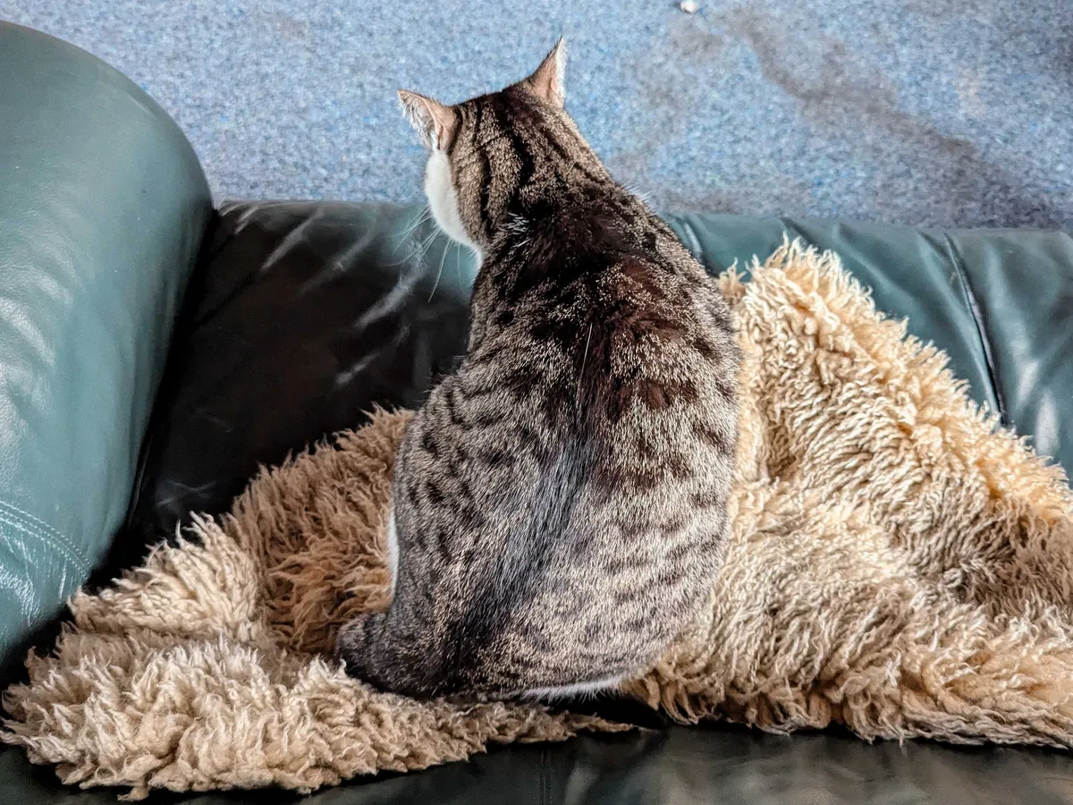 An overhead view of Sapphiro, who is quite large and round, kneading a sheepskin blanket.