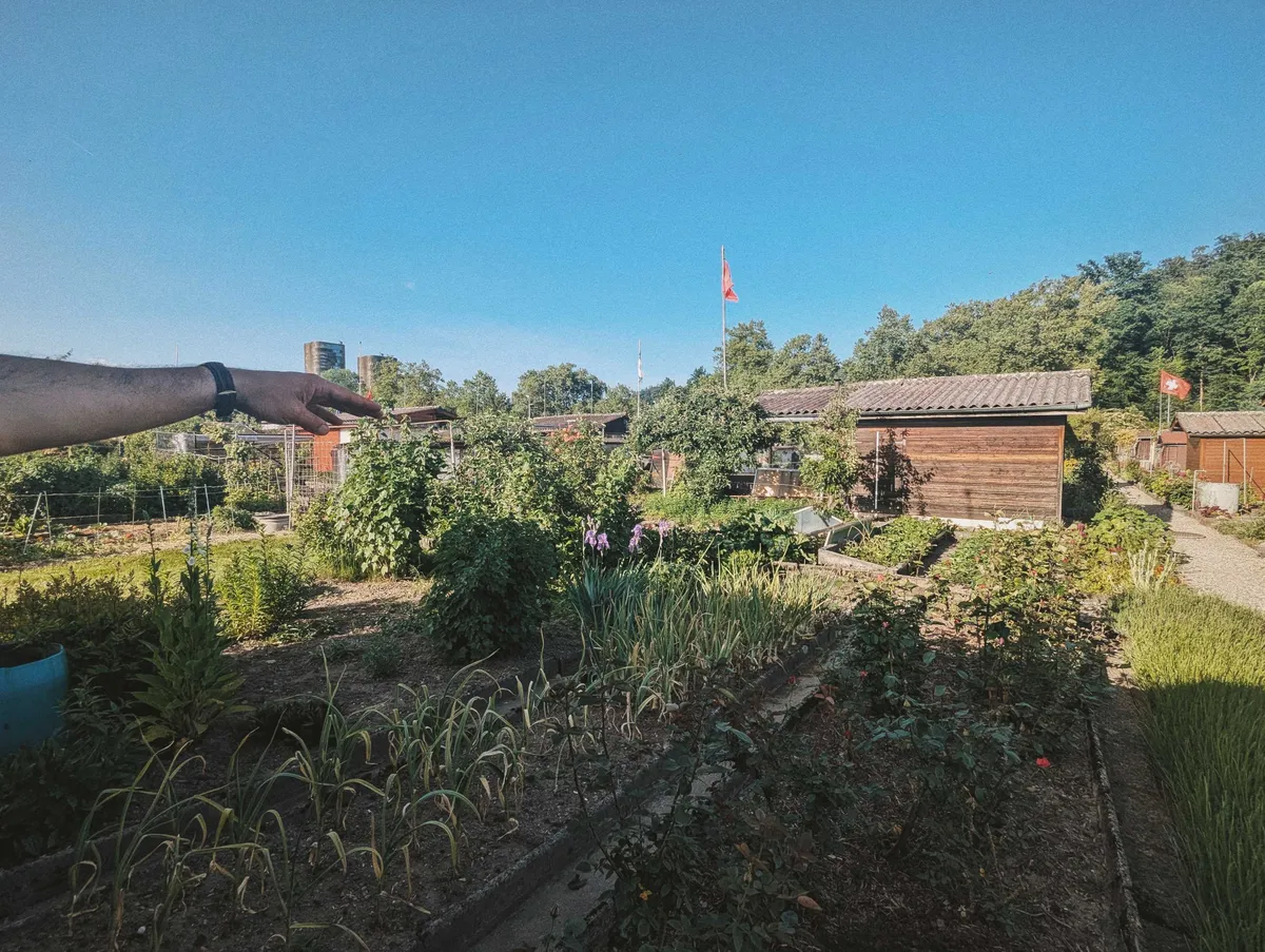 N's arm pointing into the distance across the garden. There are rows of different kinds of plants and some wooden sheds indicating other peoples' plots.