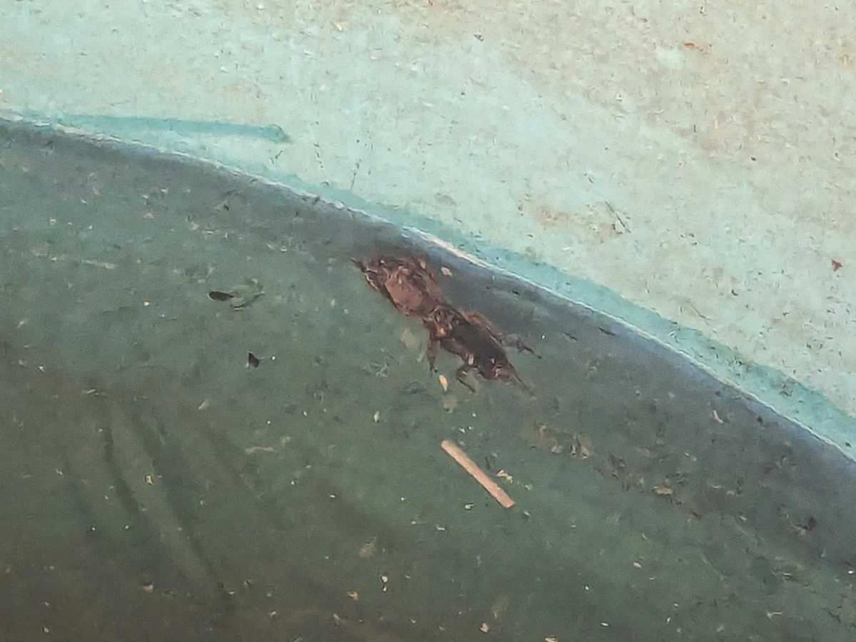 A mole cricket swimming in water.