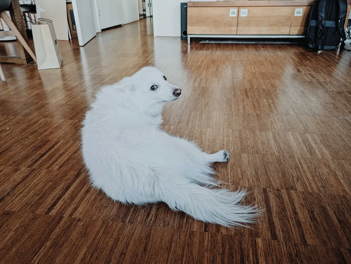 Luca lying on the floor, looking over his shoulder, with one foot sticking out.