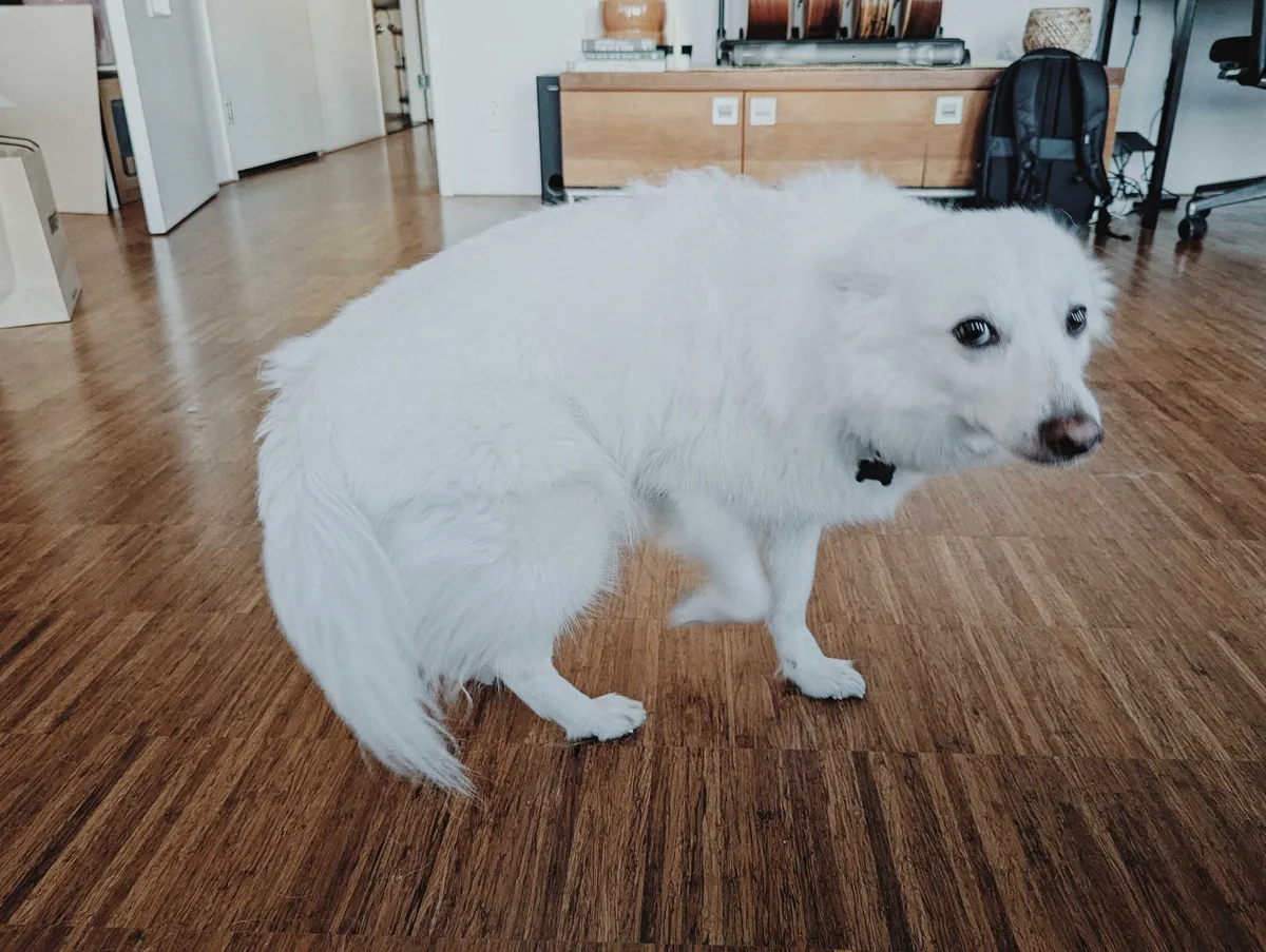 Luca standing up and with a guilty look on his face, his ears completely flat against his head.