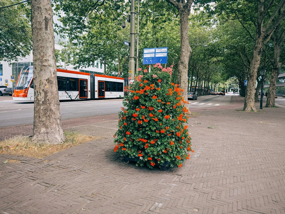A large bush with red and pink flowers.