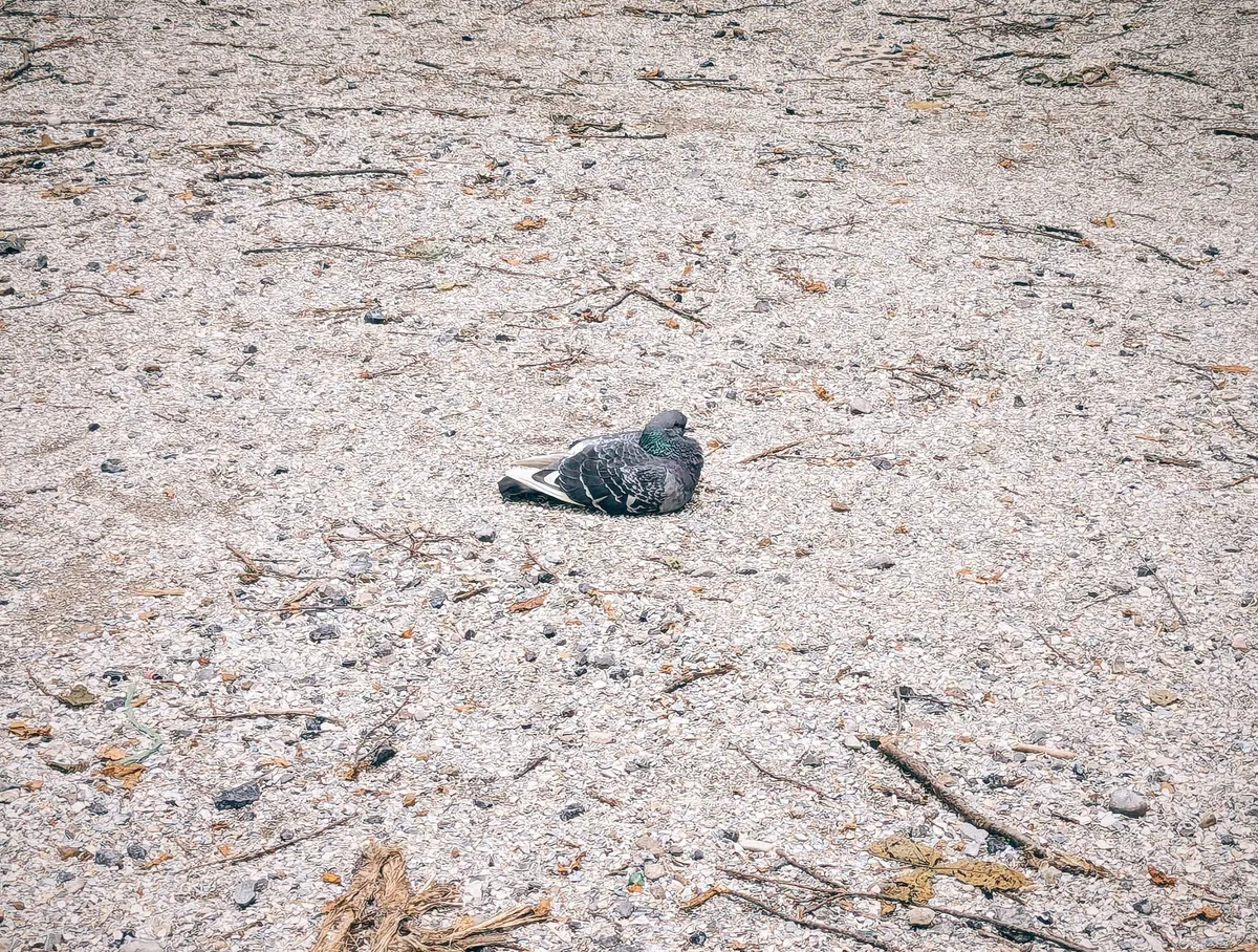 A lone pigeon sits comfortably on the ground.