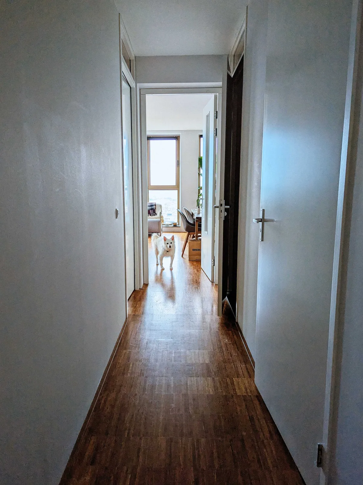 Luca, the white American Eskimo dog, standing at the end of the hallway.