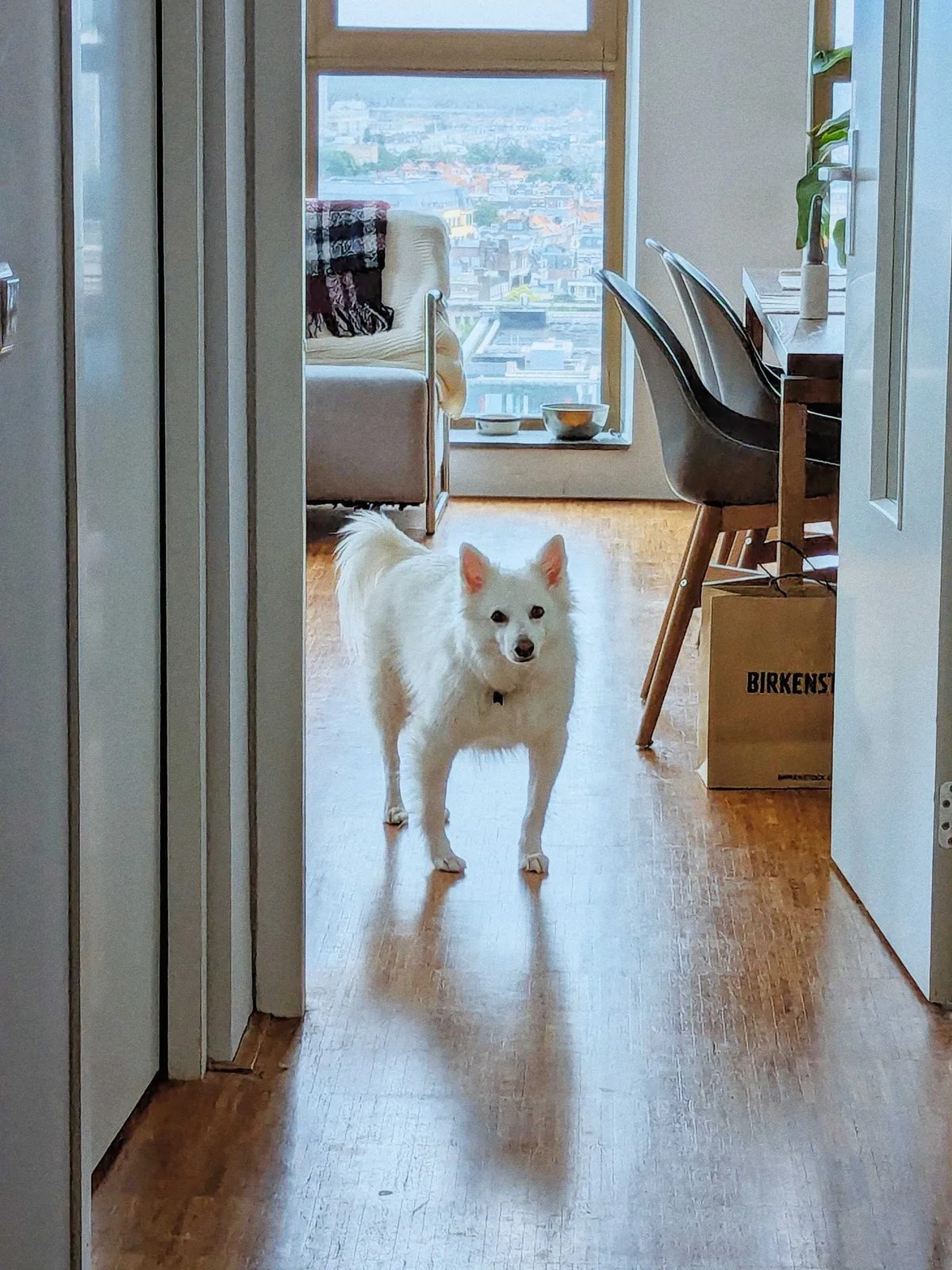 A close-up of Luca looking concerned and standing bow-legged.