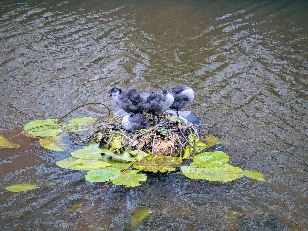 A close-up of the coots huddled together. They are white, grey, and fluffy..