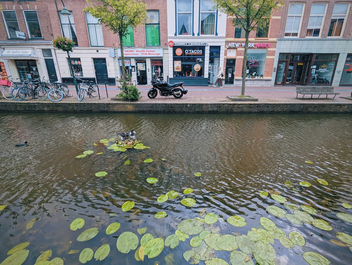 A canal with baby coots standing on a nest atop lily pads.