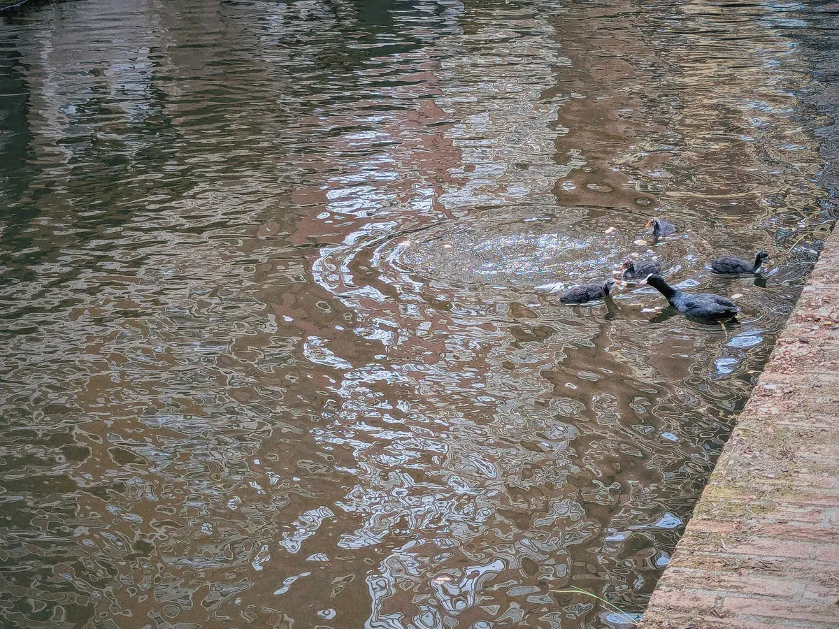 An adult coot feeding baby coots bread that has been thrown into the canal.