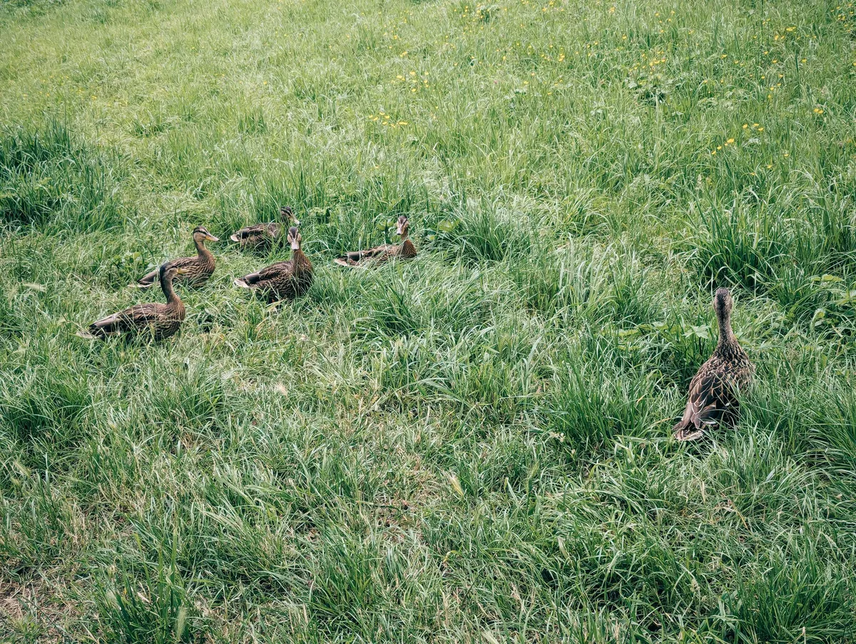 A female mallard duck and her brood walking through the grass.
