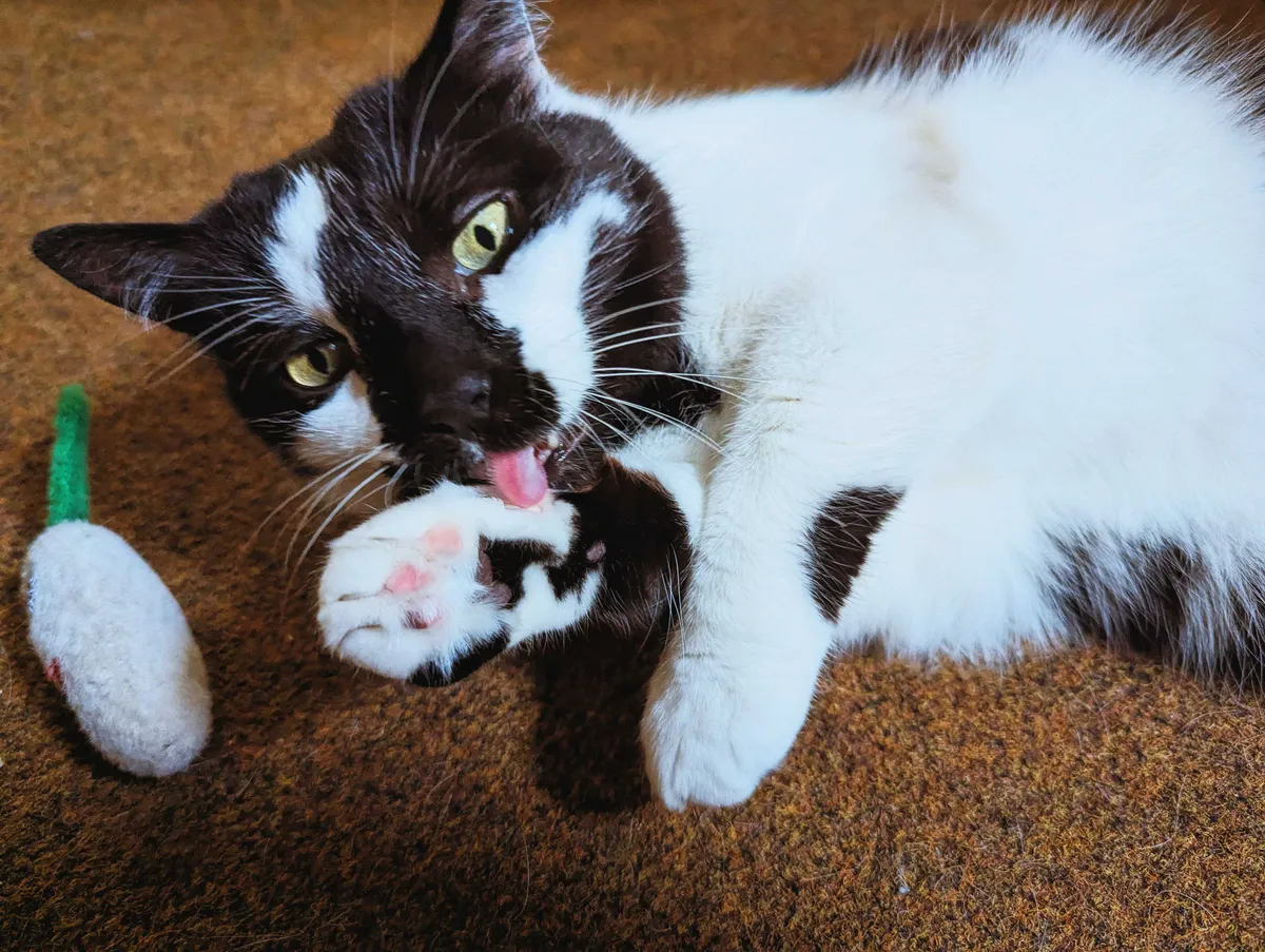 A black and white cat lying on the floor licking his paw, next to his toy radish.