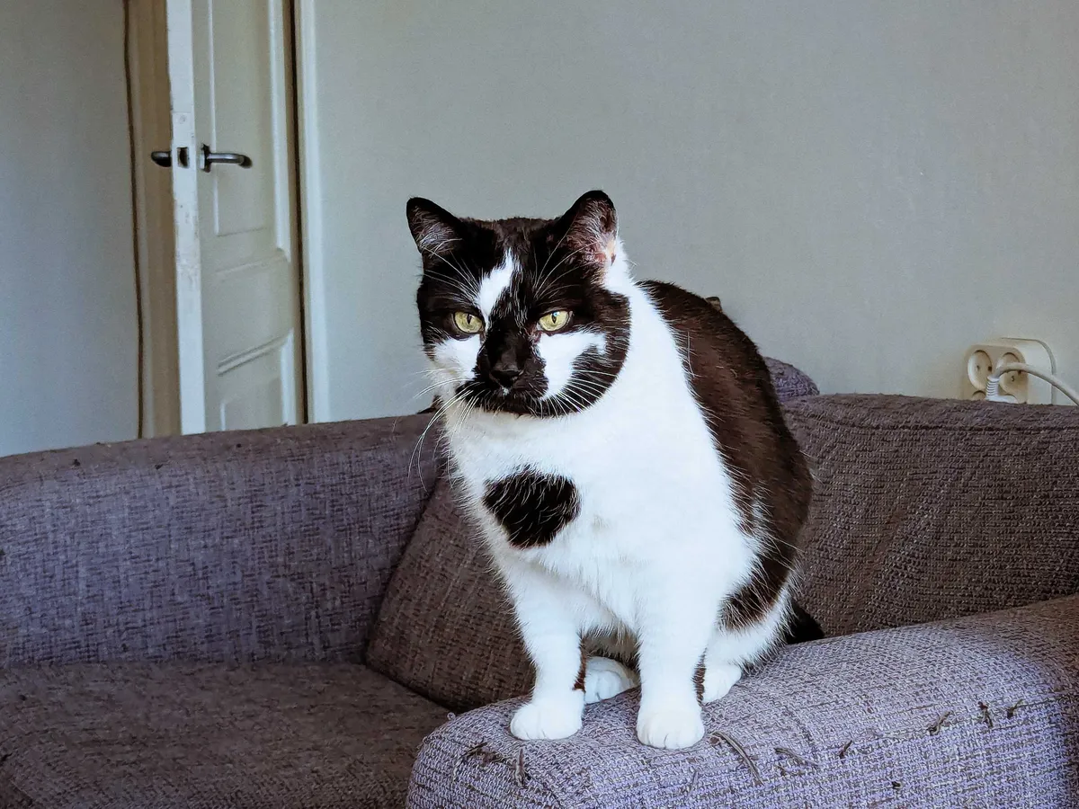 A black and white cat sits on the arm of a rather tattered up bluish sofa.