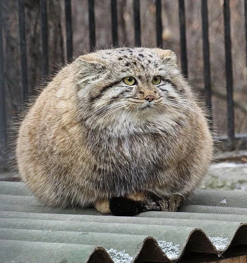 A very round Palla's Cat sitting on its tail, staring off to the side.