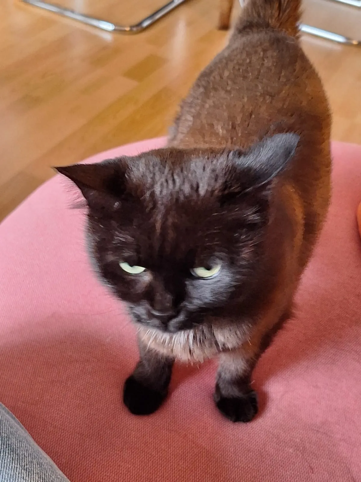 Boba looking grumpy, standing on the pink couch. The angle gives her stumpy legs.