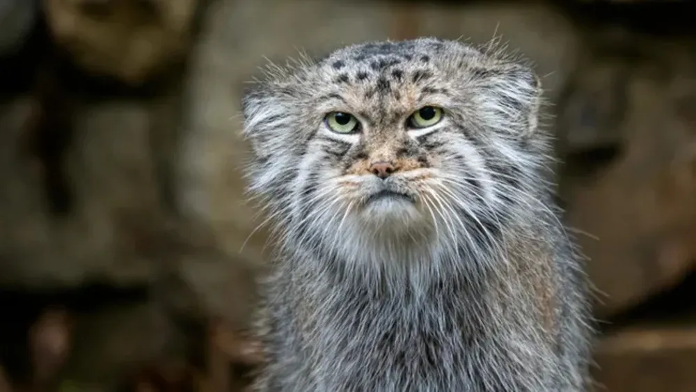 Manul staring straight at the camera, almost wearing a frown on its face. It looks pissed.