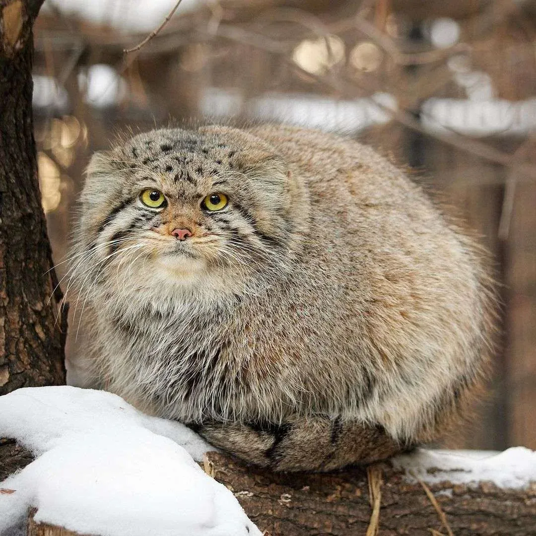 A very round, almost circular, manul sitting on a tree branch with some snow around it. It's staring directly at the camera.