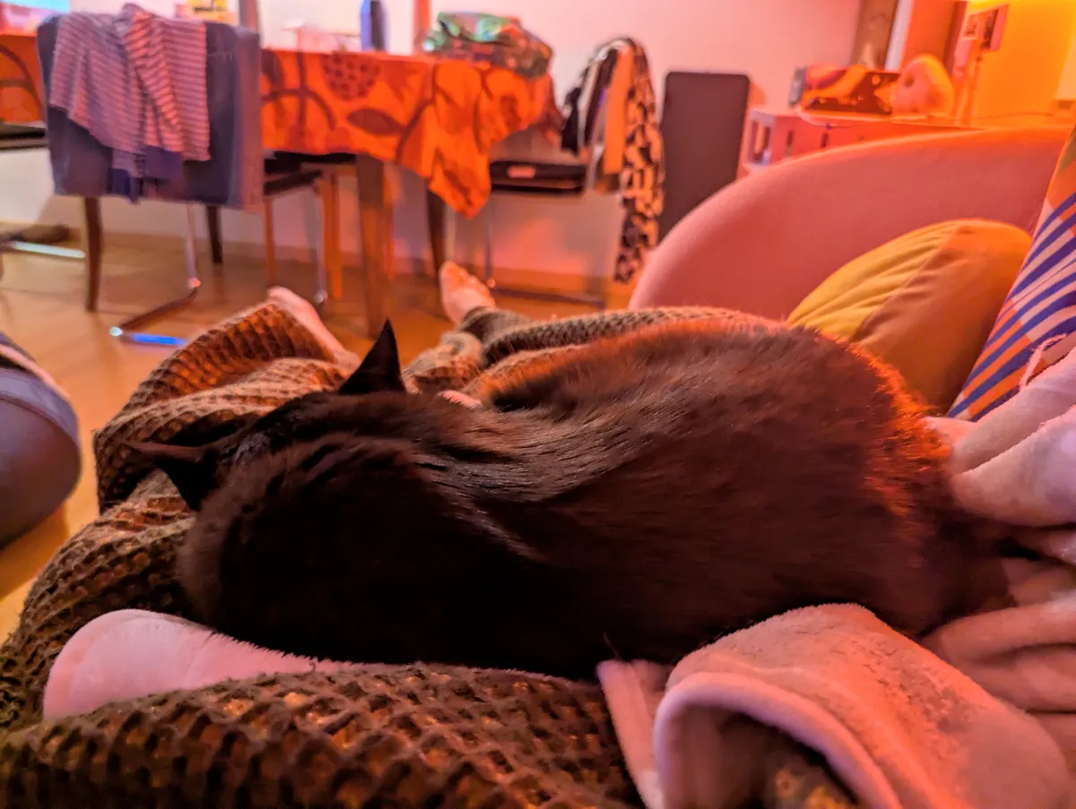 A black cat lying on top of blankets.