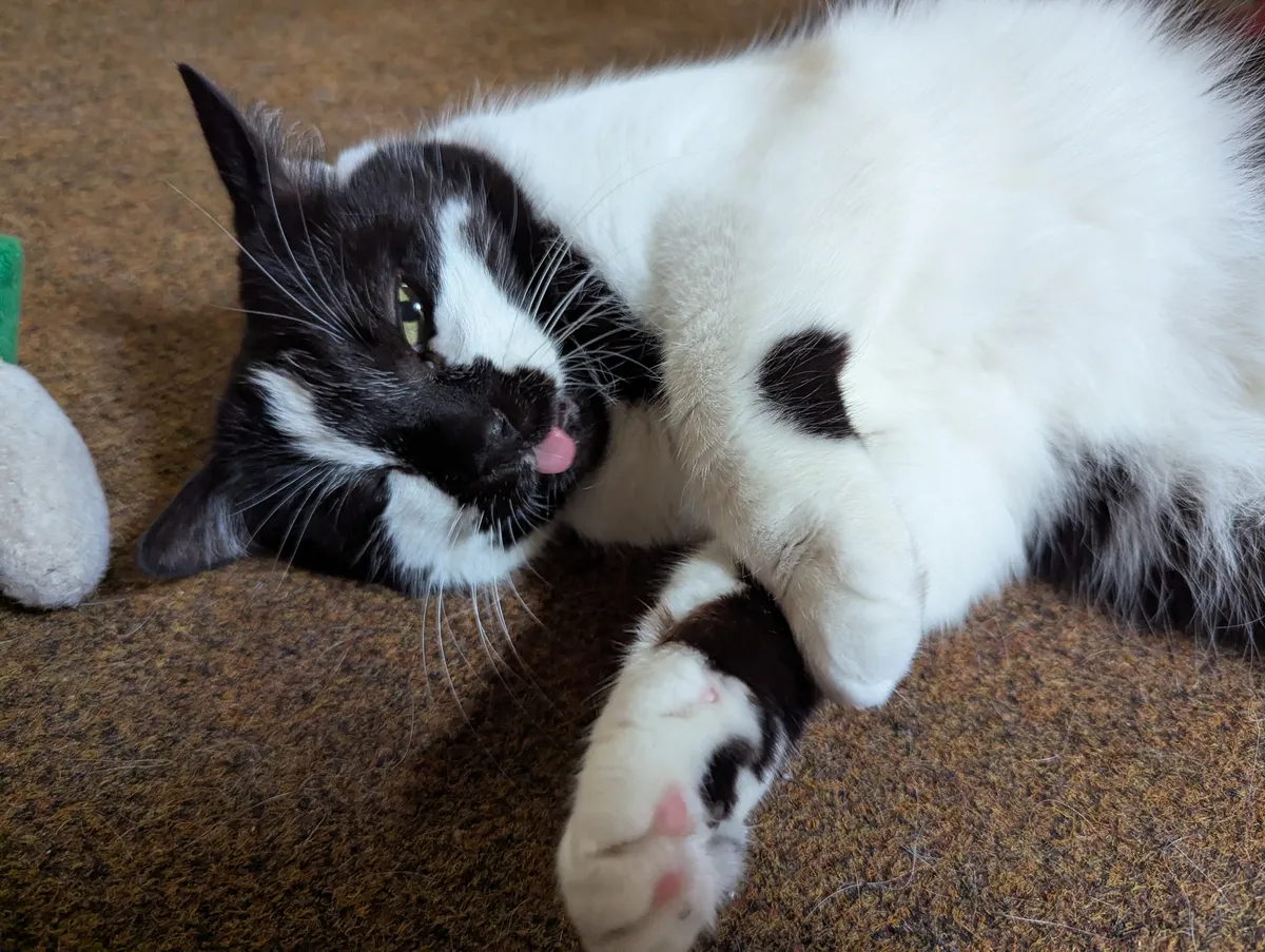 A black and white patterned cat with his tongue sticking out.