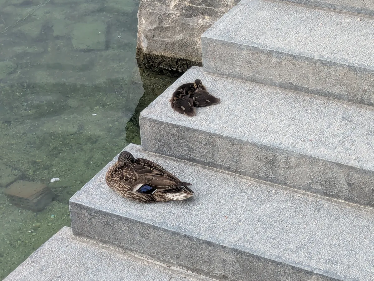 A mother duck sleeping on a step. Above her are 3 ducklings huddling together.