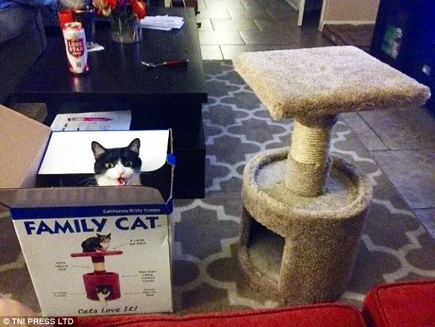 Cat in a box