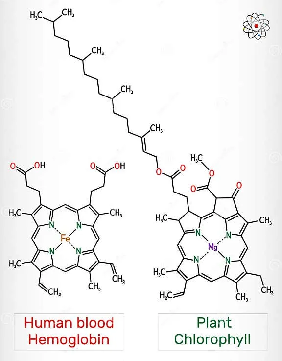 clorofilla-vegetale-e-emoglobina-umana-di-sangue-tema-b-hab-molecola-formula-chimica-scheletrica-illustrazione-vettoriale-232080435[2]