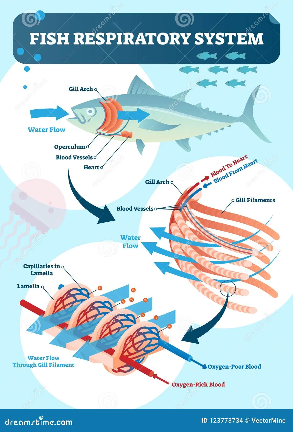 illustrazione-respiratoria-di-vettore-del-diagramma-sistema-pesce-schema-anatomico-identificato-con-l-arco-branchia-opercolo-123773734