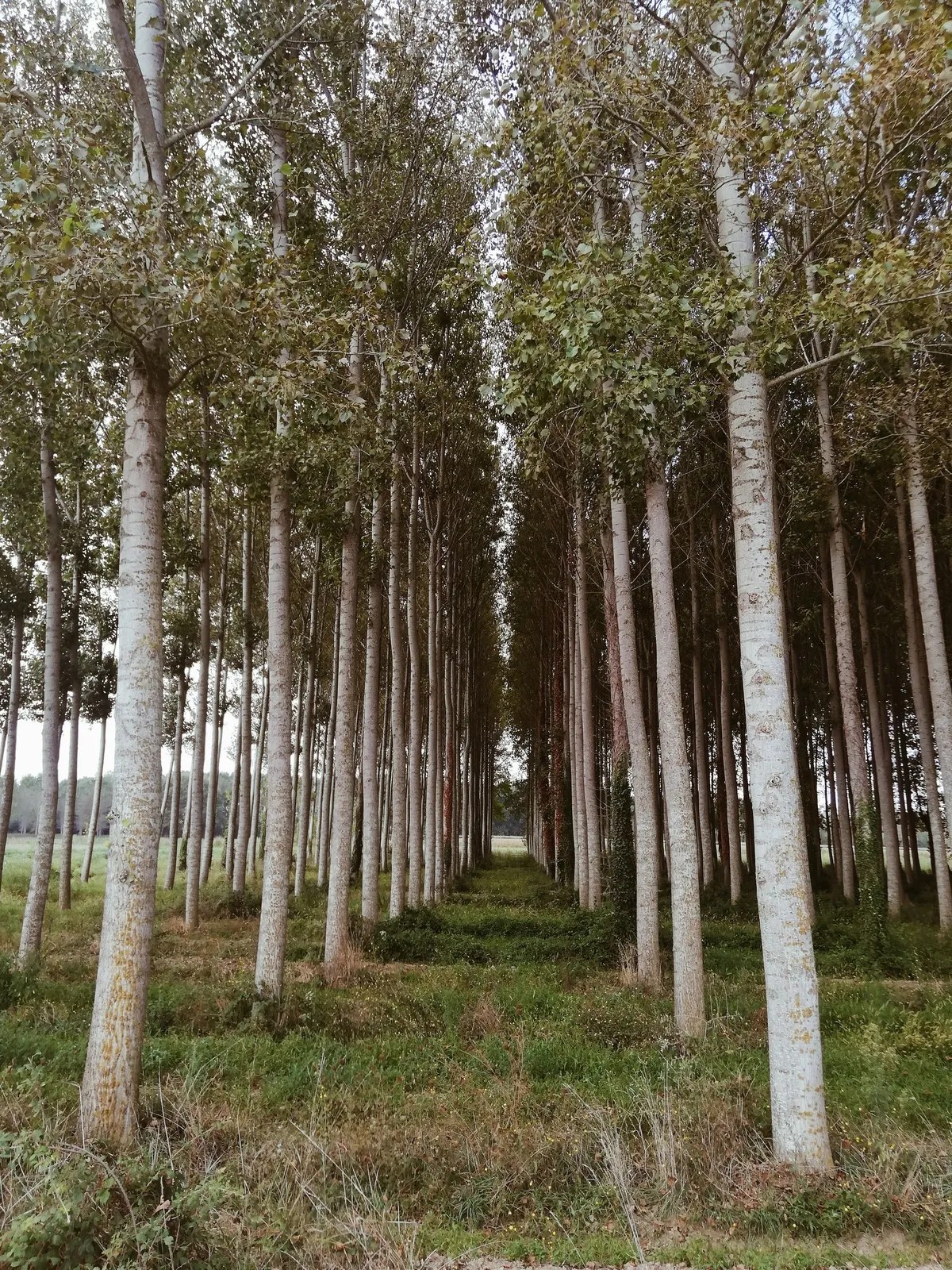 arboles