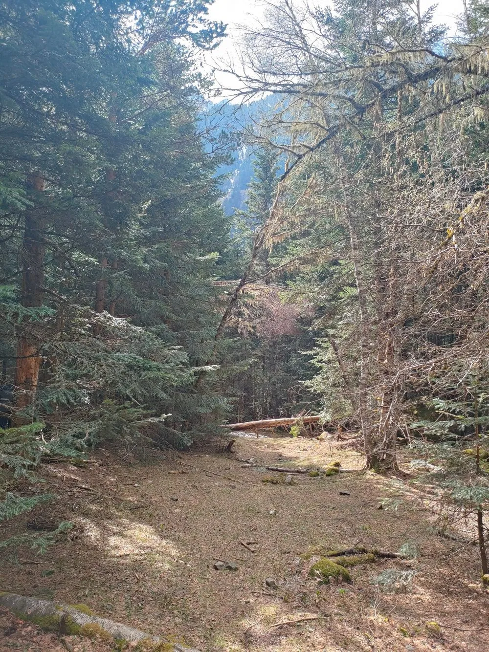 bosque