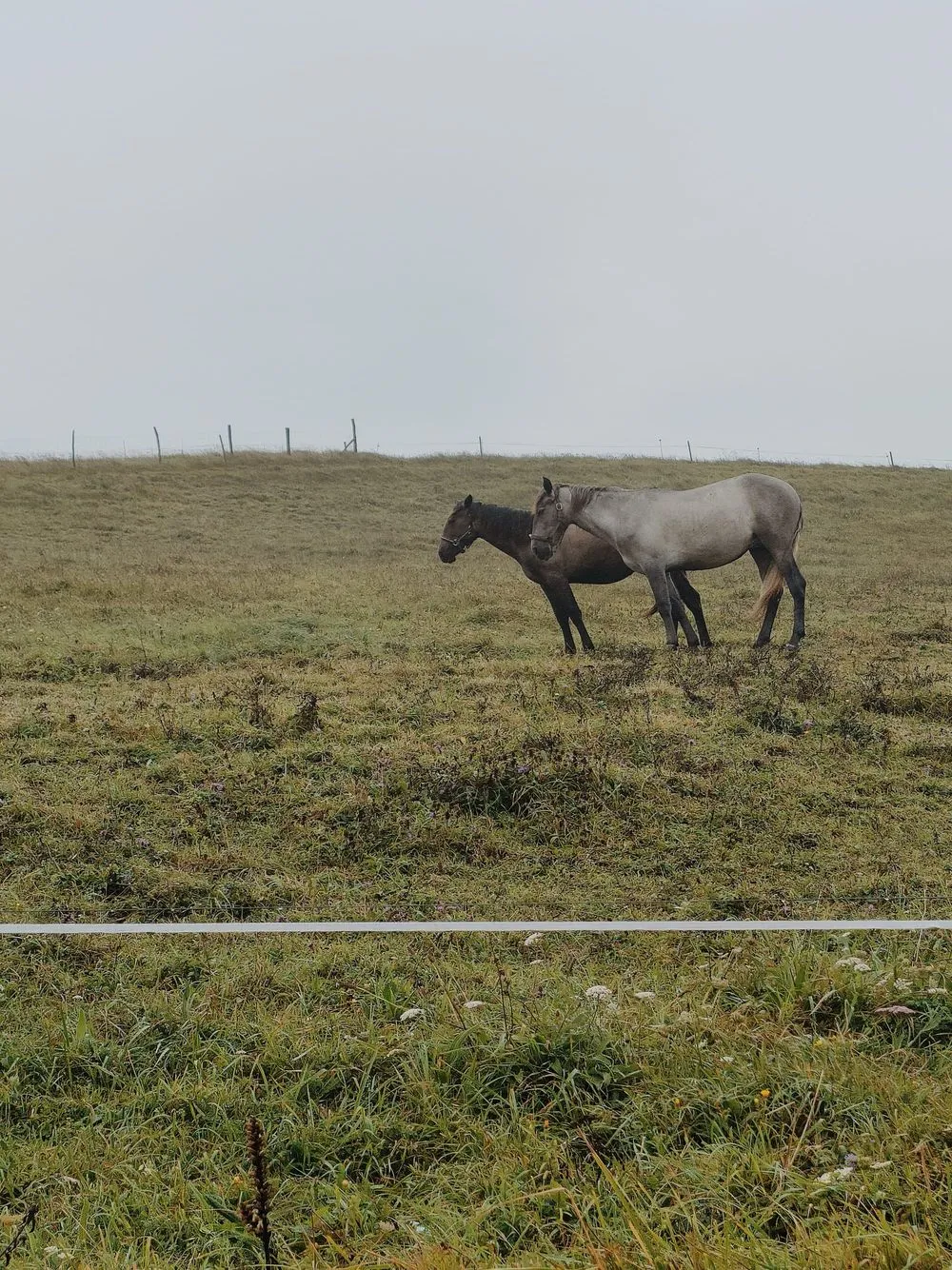 caballos