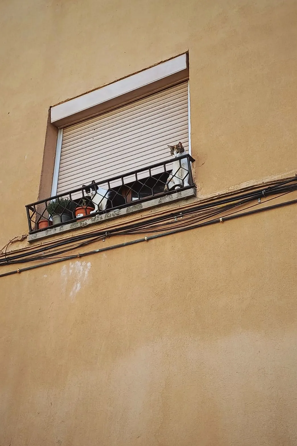gatos en un balcón-jpeg