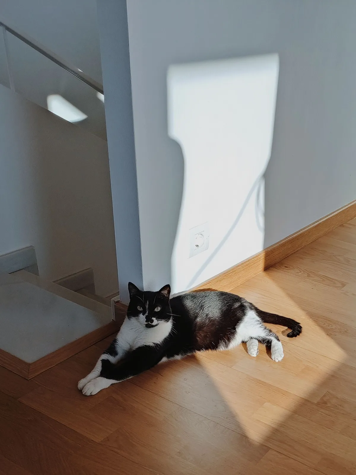 mitad de gata reflejado por el sol