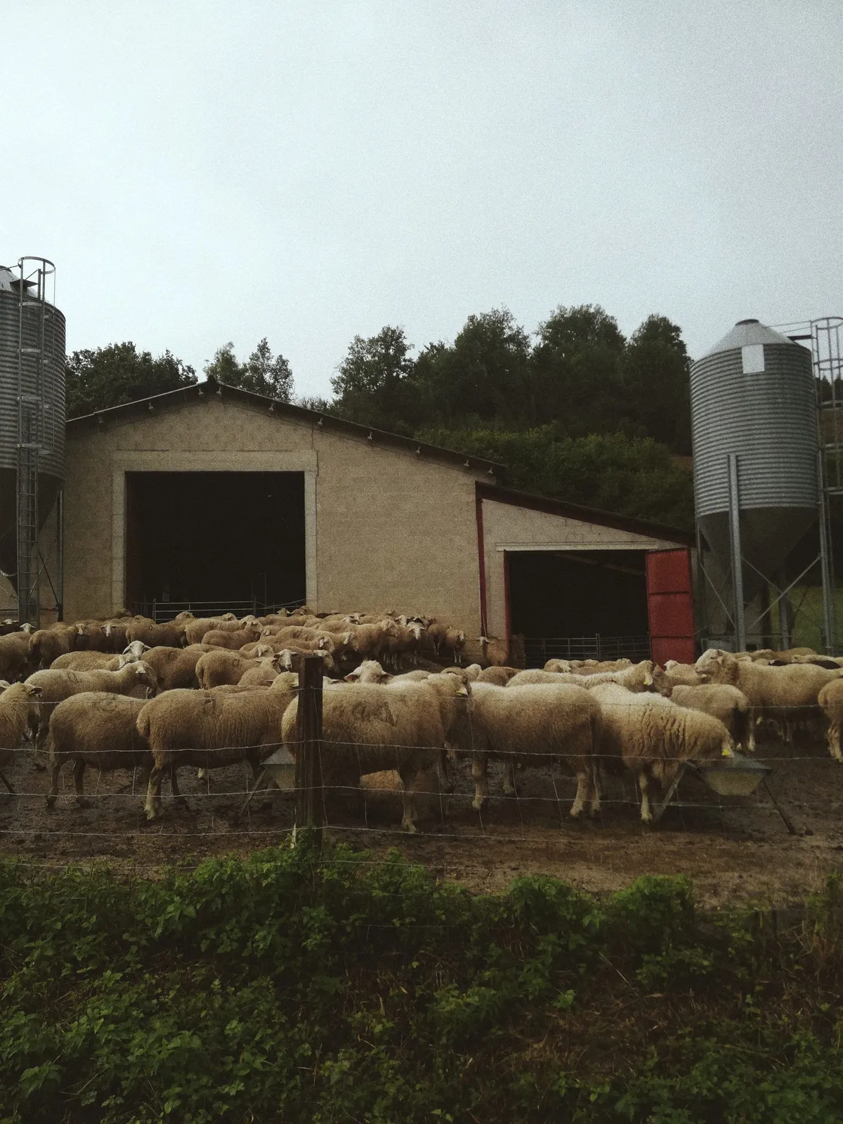 ovejas