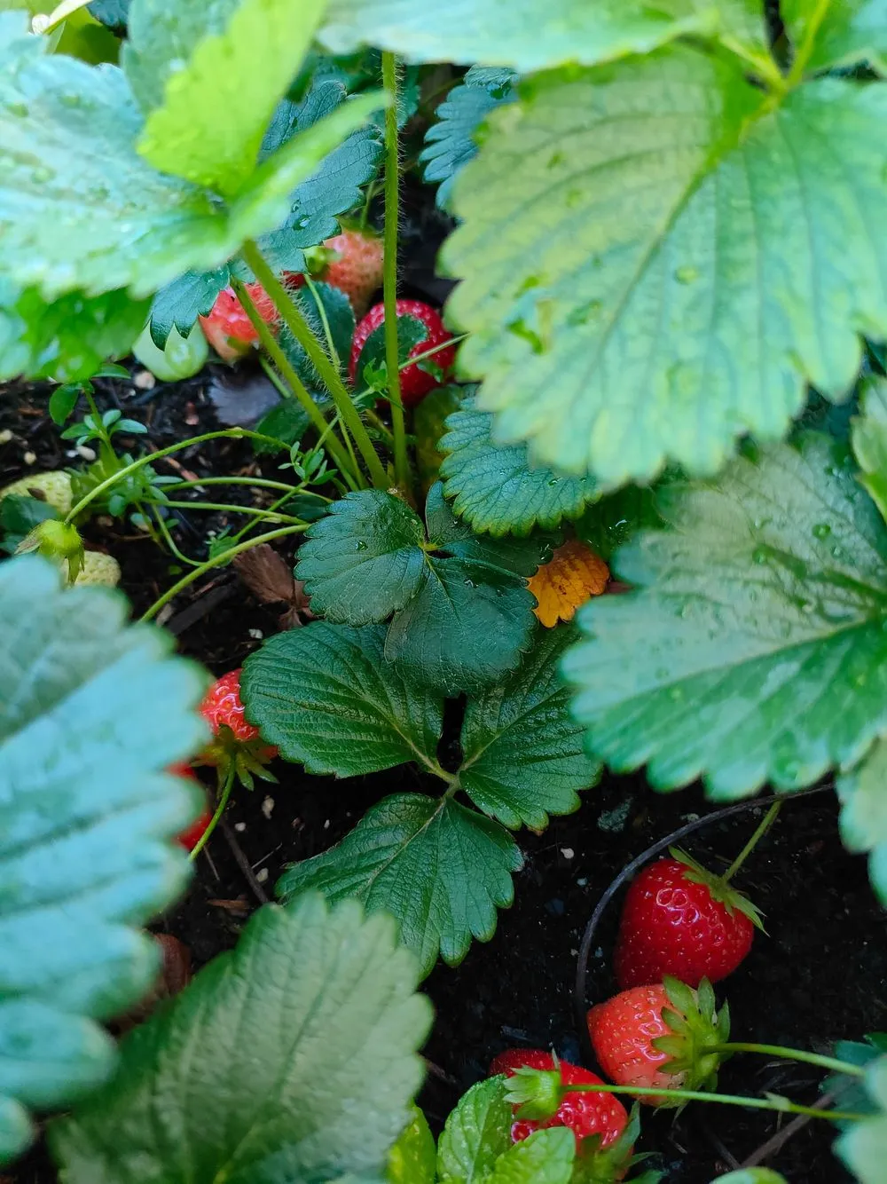 rocio sobre las fresas