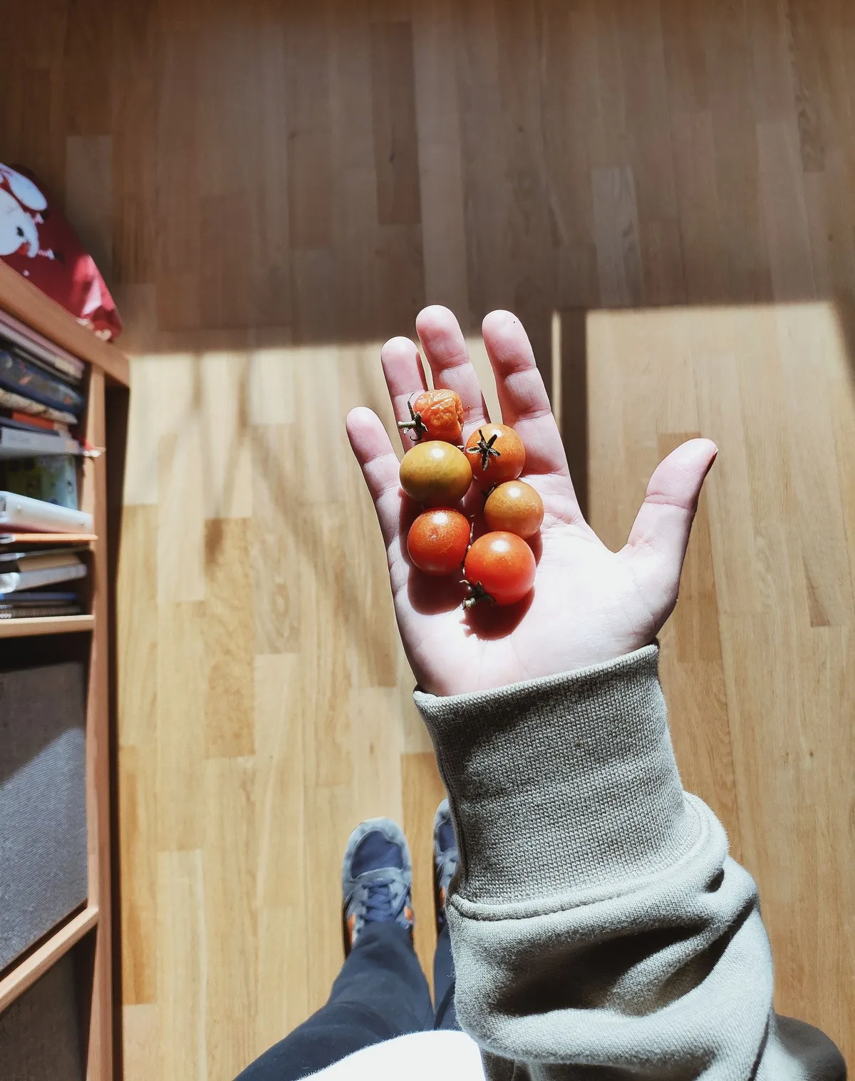 seis tomates cherry en una mano, uno arrugado