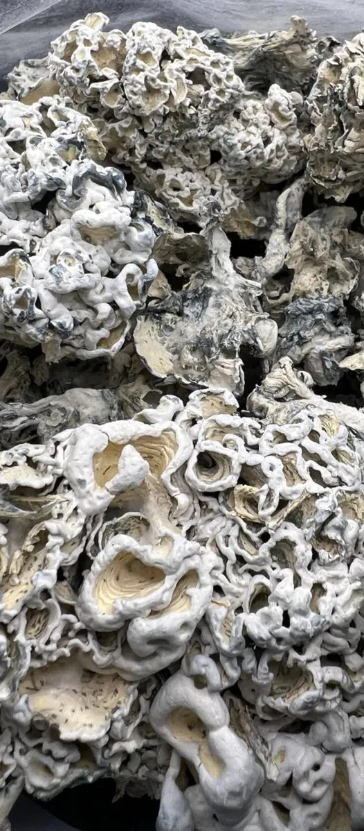 339156917_918789372796487_5448634332070620328_n