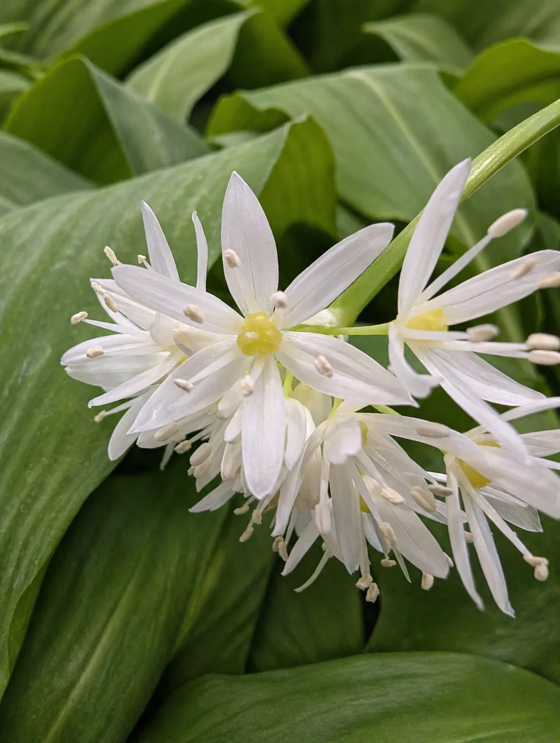 Kwitnący czosnek niedźwiedzi
